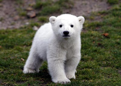 knut-the-polar-bear-berlin-zoo-4-07.jpg